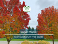 10 Sugar Maple Tree Seeds (Acer saccharum), Fall Color, Edible Maple Syrup Source, Hardy, Shade Tree, Perfect for Landscaping & Gardening