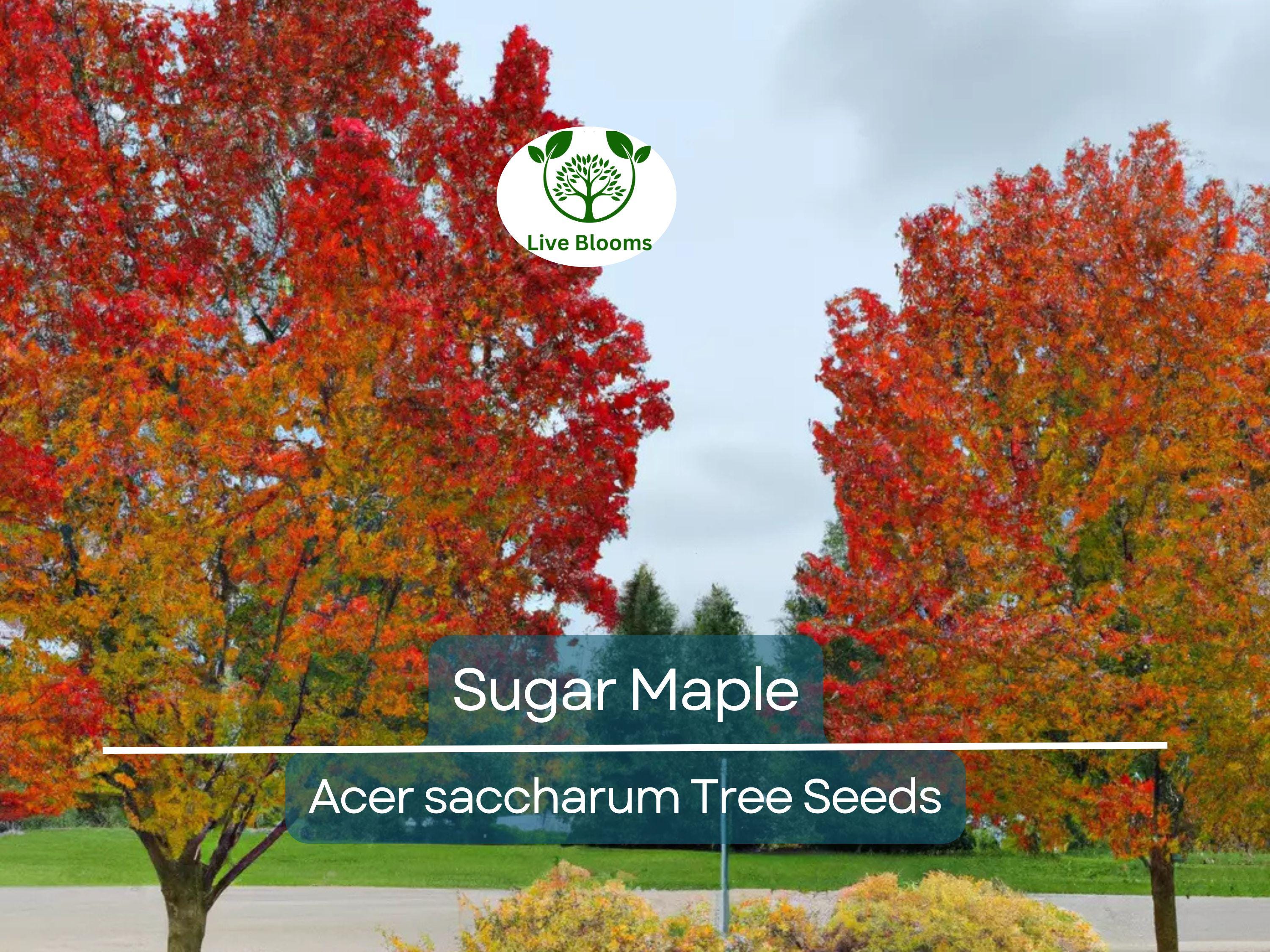 10 Sugar Maple Tree Seeds (Acer saccharum), Fall Color, Edible Maple Syrup Source, Hardy, Shade Tree, Perfect for Landscaping & Gardening