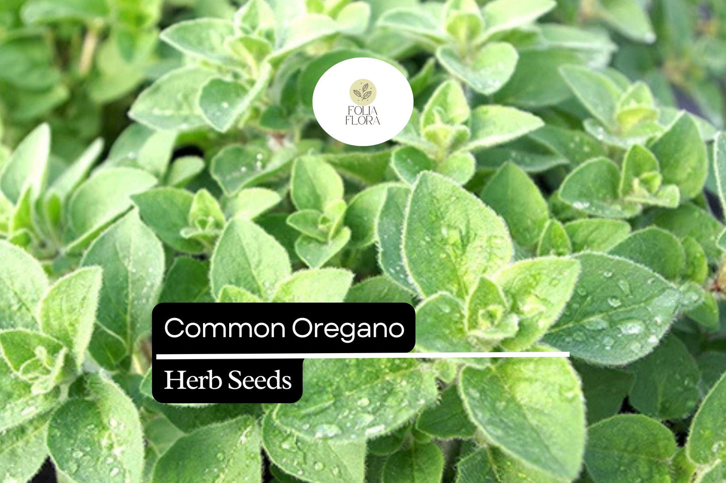 300 Seeds Common Oregano, Origanum Vulgare, Aromatic Culinary Herb for Mediterranean Dishes and Gardens