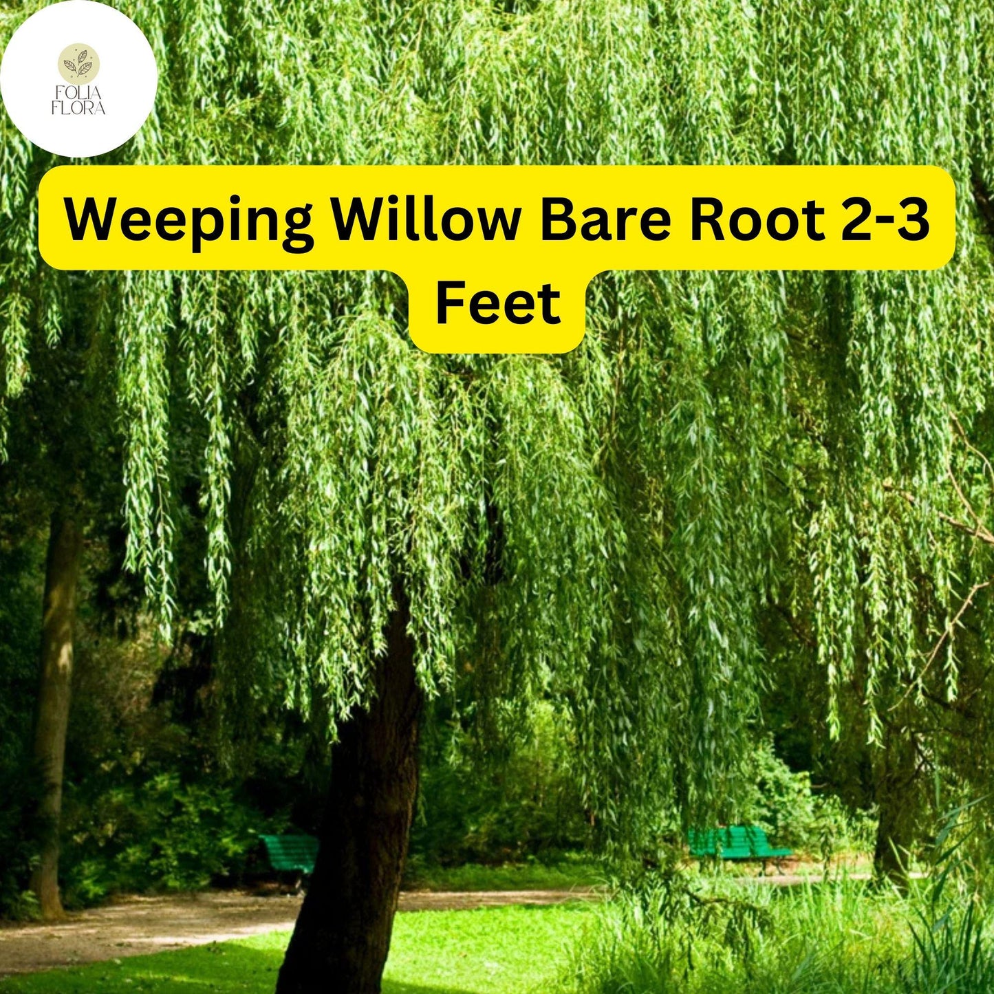 1 Weeping Willow Tree, Live Bare Root Plant, 2-3 Feet Tall, Fast-Growing Ornamental