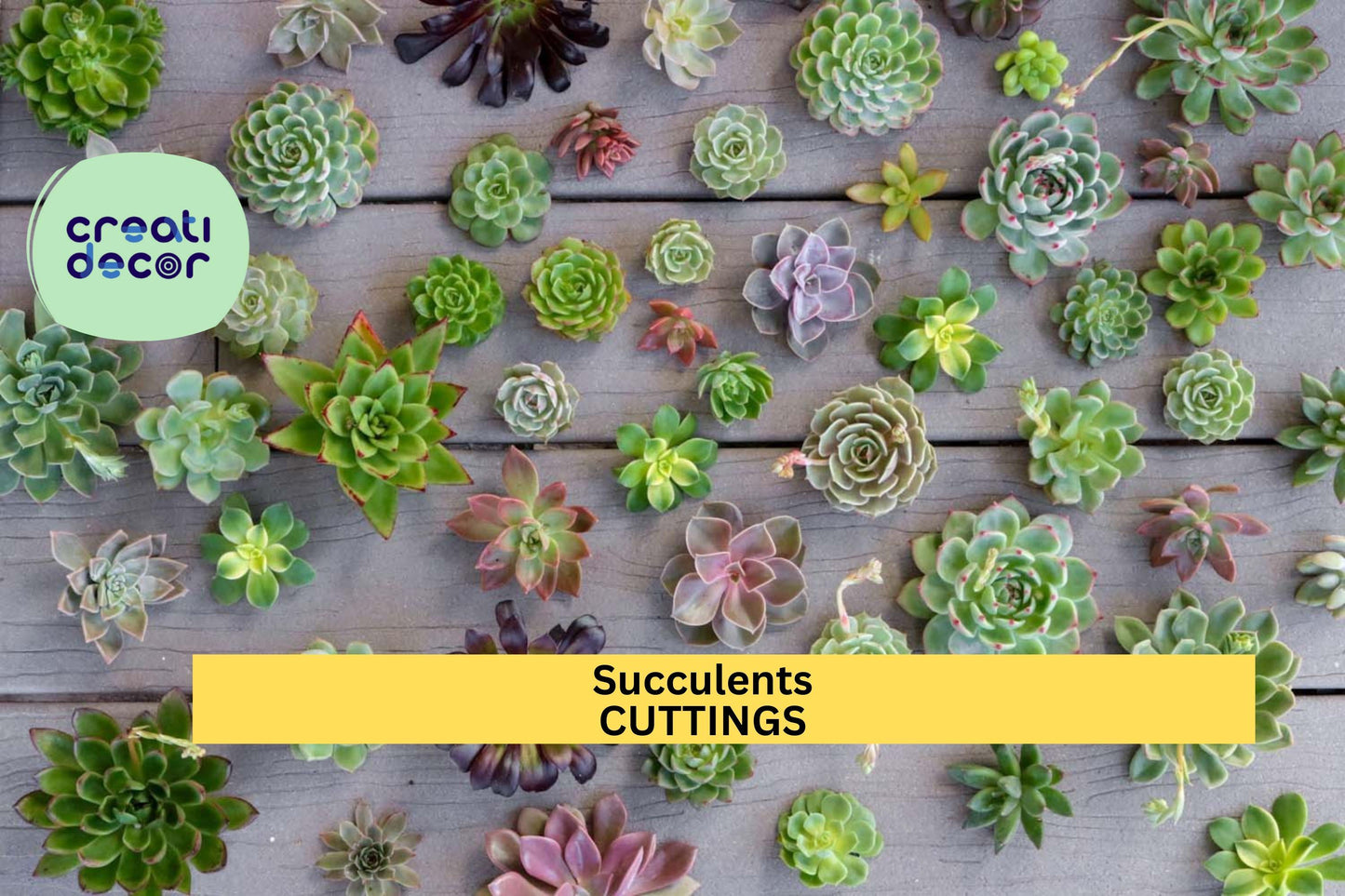 6 Assorted Succulent Cuttings – Unrooted Mixed Varieties | Fresh Clippings for Pots, Crafts, Arrangements, or Small Garden Projects