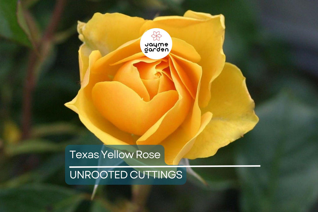 3 Texas Yellow Rose Cuttings for Rooting - 5-6" Each, Includes Rooting Powder & Guide, USA Grown, Disease Resistant