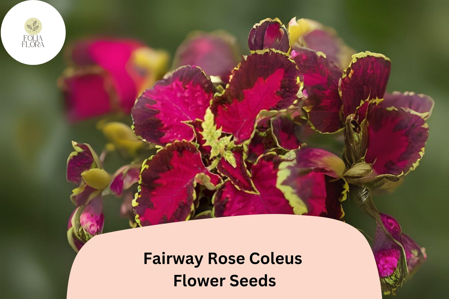 25+ Fairway Rose Coleus Seeds for Planting | Compact Shade Plant | Pink Red Foliage Annual | Garden Bedding Seeds
