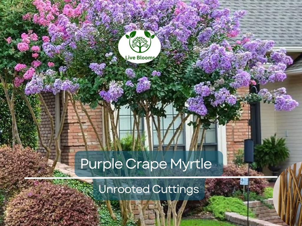 8 Purple Crape Myrtle Unrooted Cuttings 6-8"- Fresh & Ready to Root - Lagerstroemia, Light Purple Blooms, Easy to Grow, Perfect for Garden