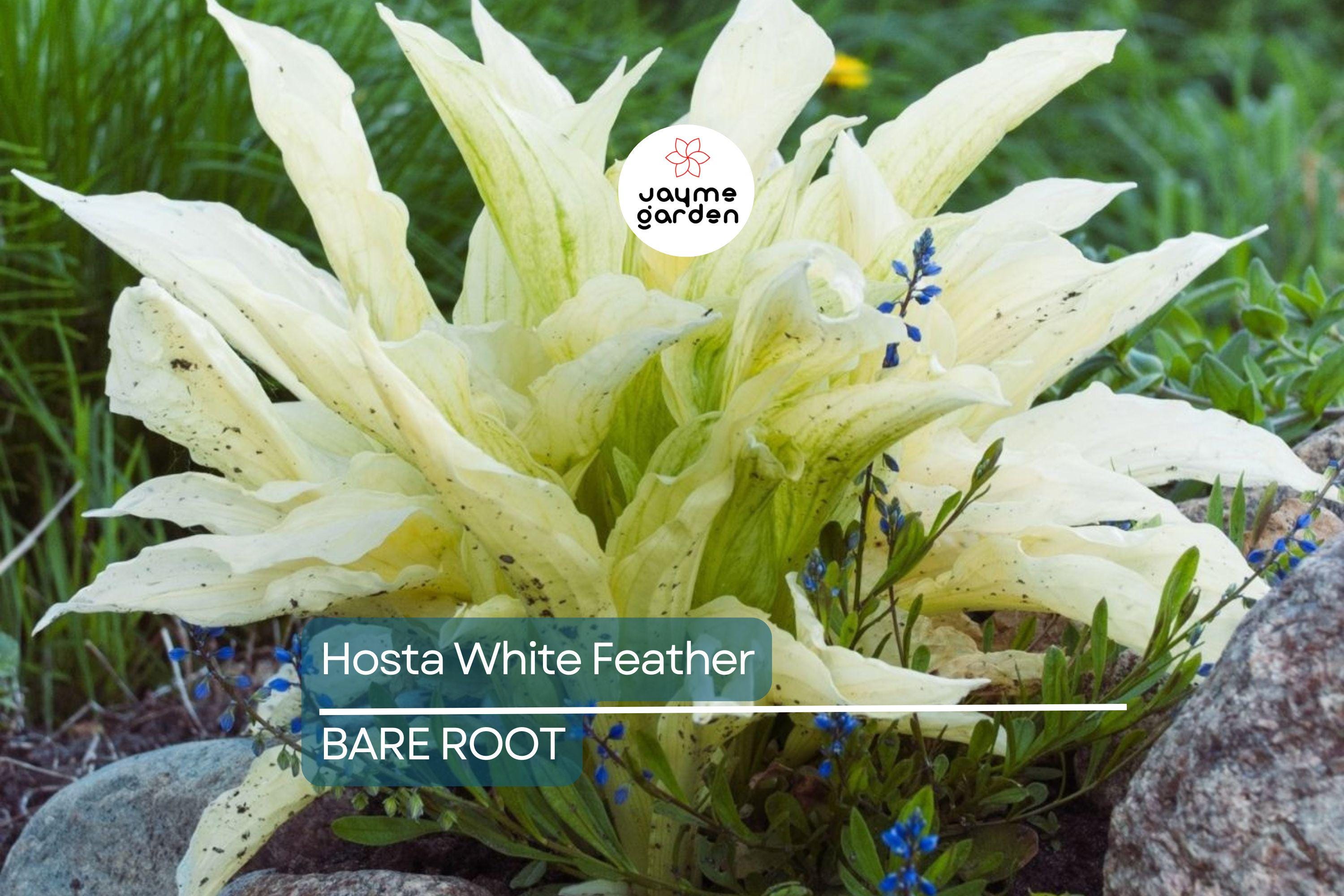 Rare White Feather Hosta | Live Bare Root Perennial | Shade-Loving Plant | Unique White Foliage | Cold Hardy | USDA Zones 3-9