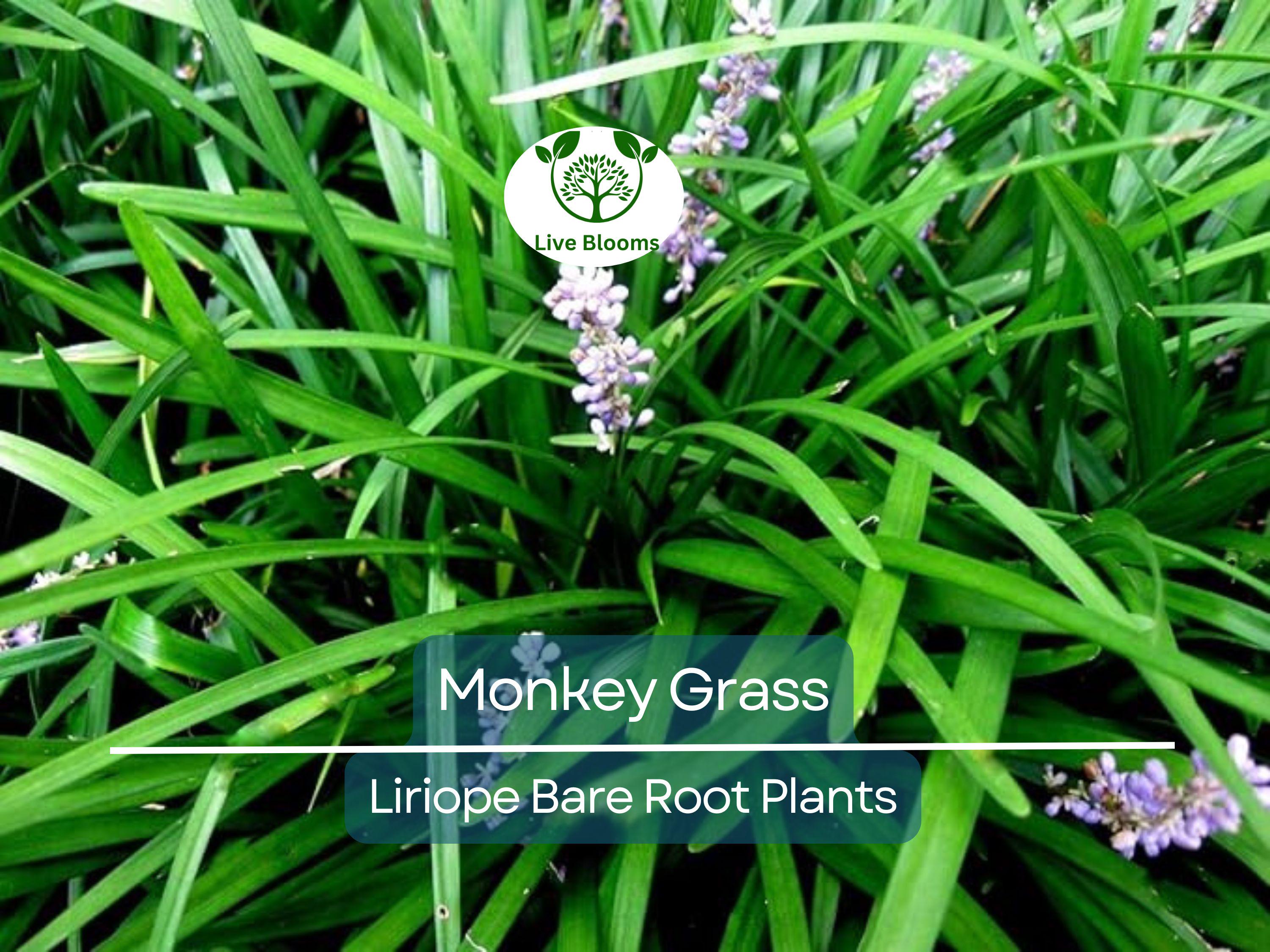 25 Monkey Grass Plants – Big Blue Liriope spicata – Live Bare Root Clumping Groundcover – Hardy Border & Edging Plant