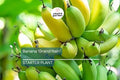 Banana 'Gran Nain' Musa Starter Plant | Live Organic Plant | Hardy, High-Yield | Chiquita Variety | Indoor & Outdoor Gardening