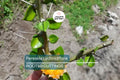 Pereskia lychnidiflora - Rare Wax Rose Cactus Starter Plant (4") | Rooted Cutting | Unique Leafy Cactus, Loves Water