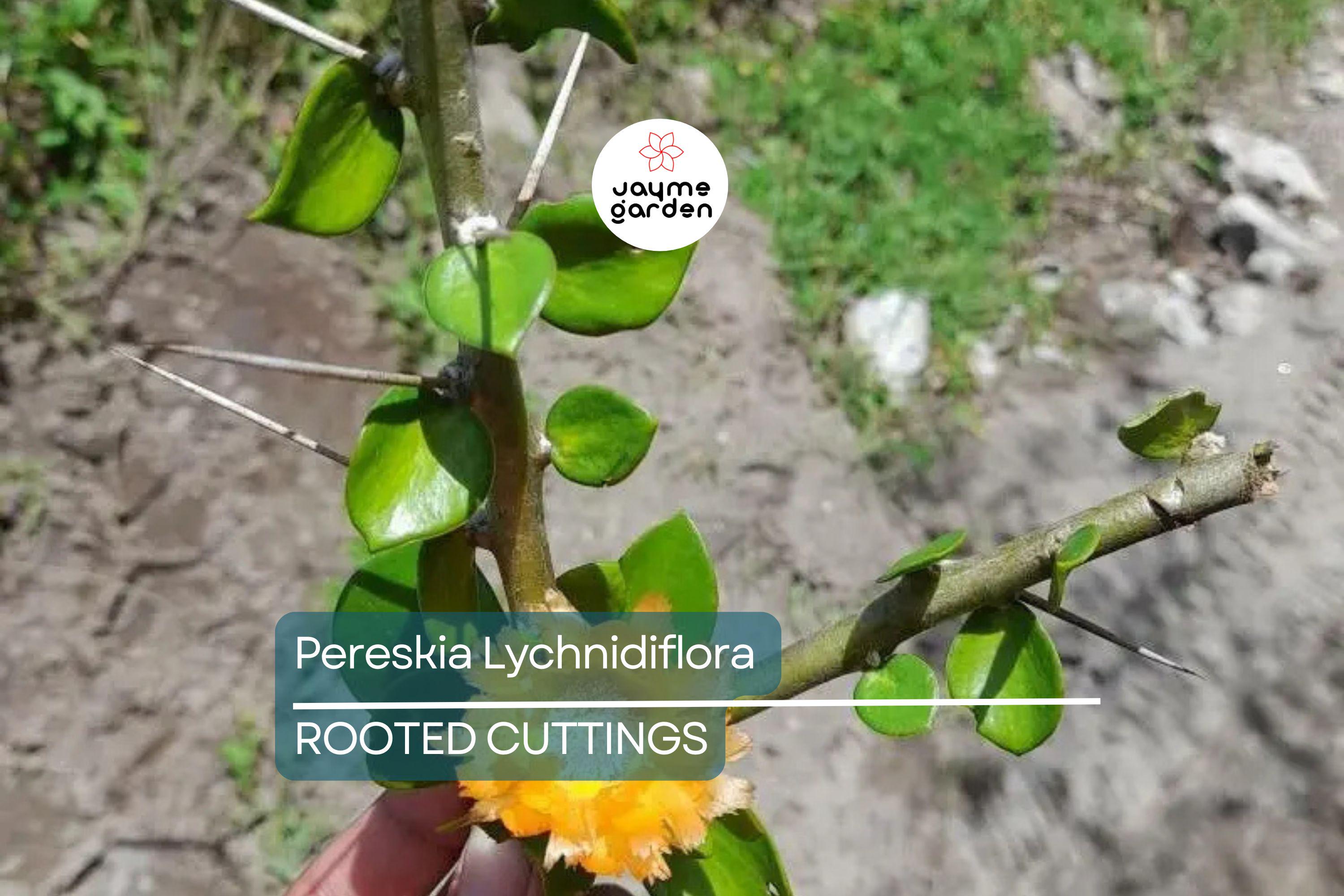 Pereskia lychnidiflora - Rare Wax Rose Cactus Starter Plant (4") | Rooted Cutting | Unique Leafy Cactus, Loves Water