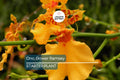 Onc. Gower Ramsey Live Orchid | Potted Yellow Orchid Seedling | Indoor & Outdoor Subtropical Beauty | Child and Pet Safe