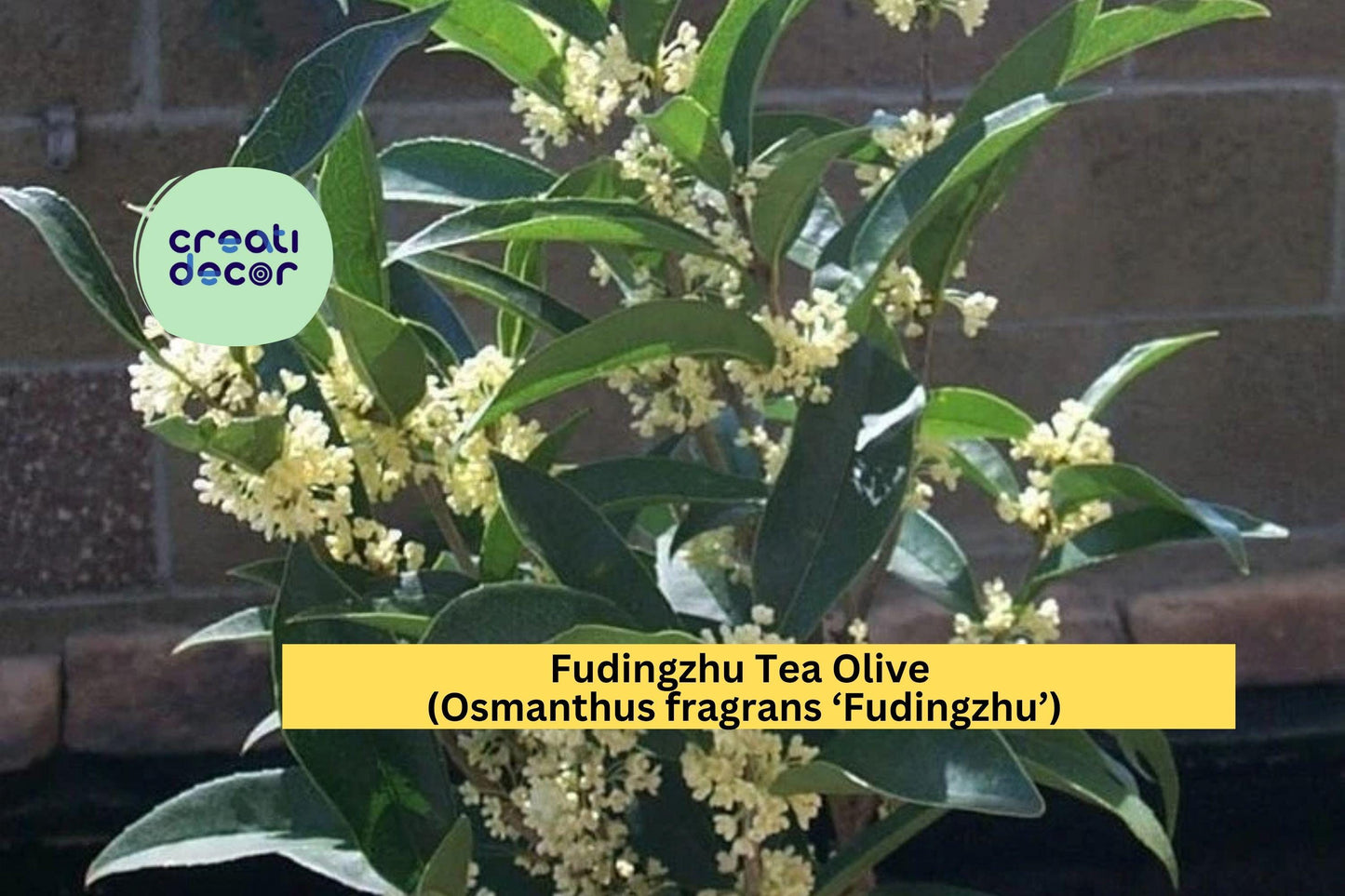 Fudingzhu Tea Olive Plant | Osmanthus fragrans Live Rooted Starter | Fragrant Evergreen Shrub for Garden or Container Growing