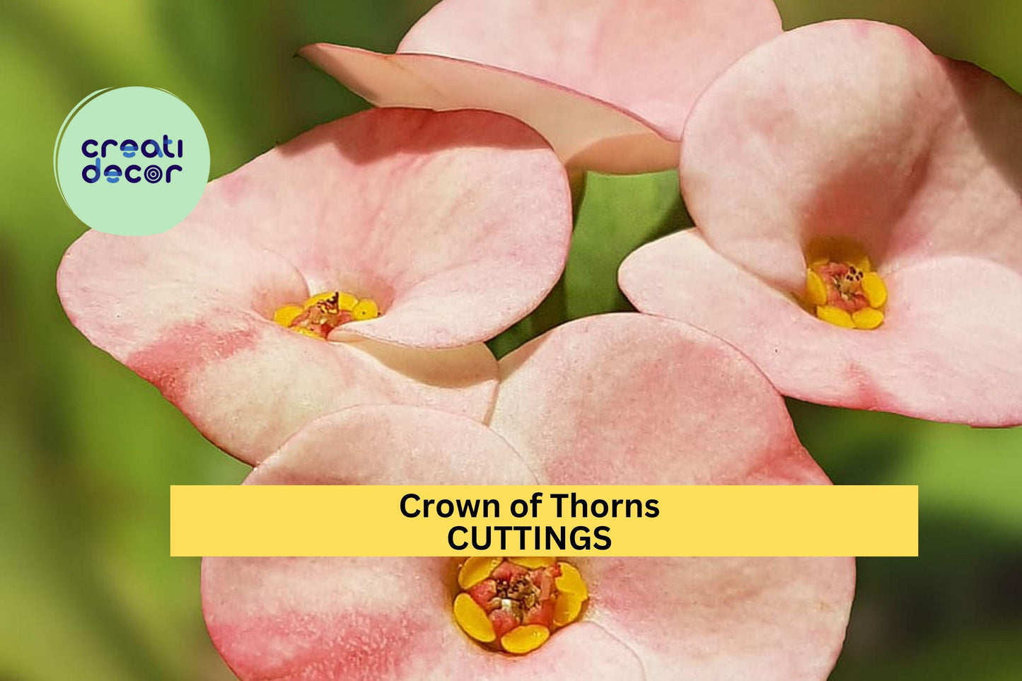 Crown of Thorns Cutting | Euphorbia Milii Succulent Starter | 1 Fresh Unrooted Piece | Colorful Drought Tolerant Plant