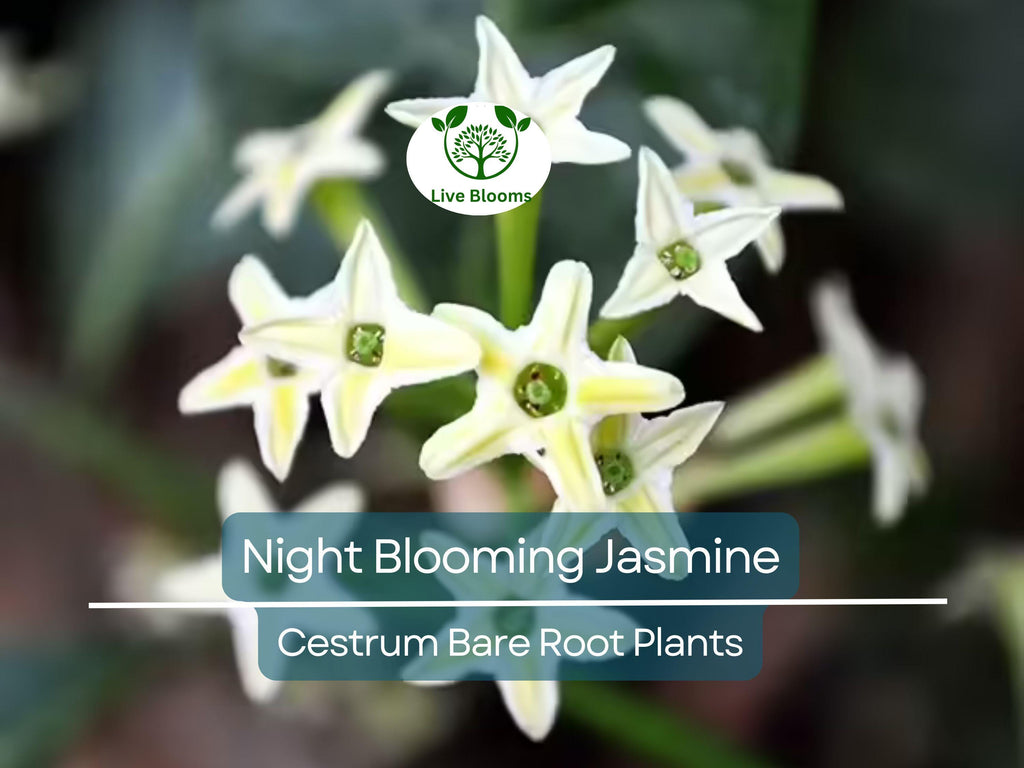 1 Night Blooming Jasmine – Cestrum Nocturnum – Live 4" Bare Root Plant – Intensely Fragrant Night Flowering Shrub