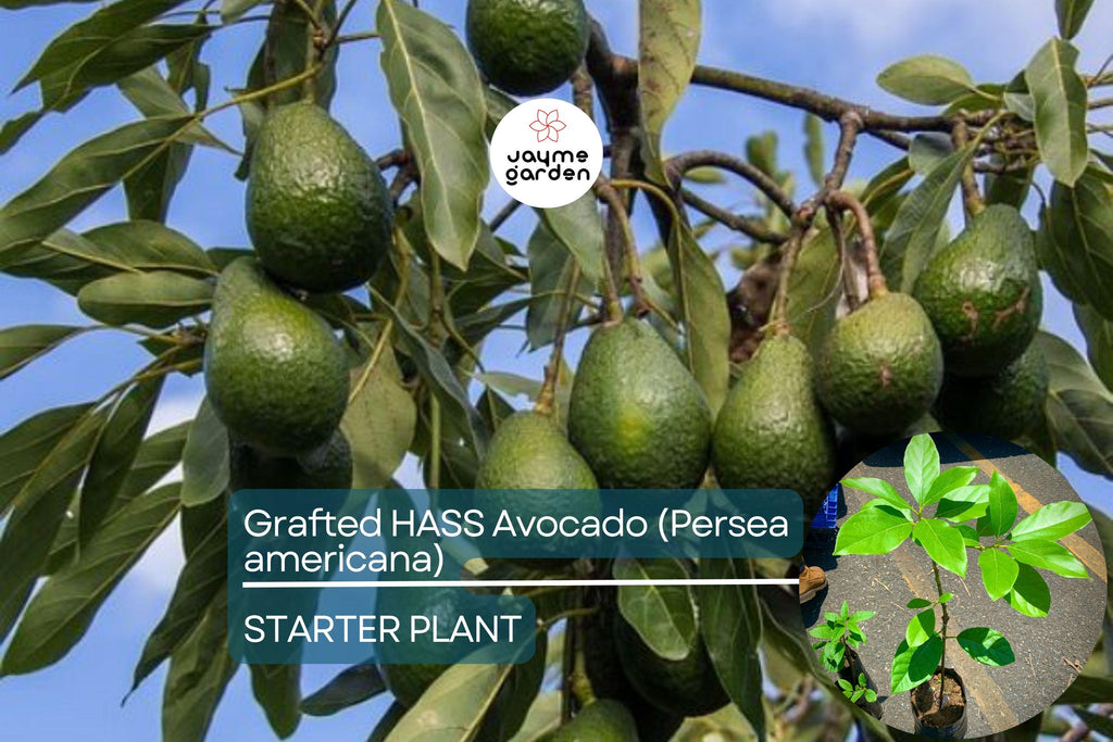 Grafted Hass Avocado (Persea americana) Live Tropical Fruit Tree 12”-24” | Creamy Homegrown Avocados | Easy to Grow Starter Plant