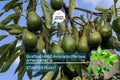 Grafted Hass Avocado (Persea americana) Live Tropical Fruit Tree 12”-24” | Creamy Homegrown Avocados | Easy to Grow Starter Plant