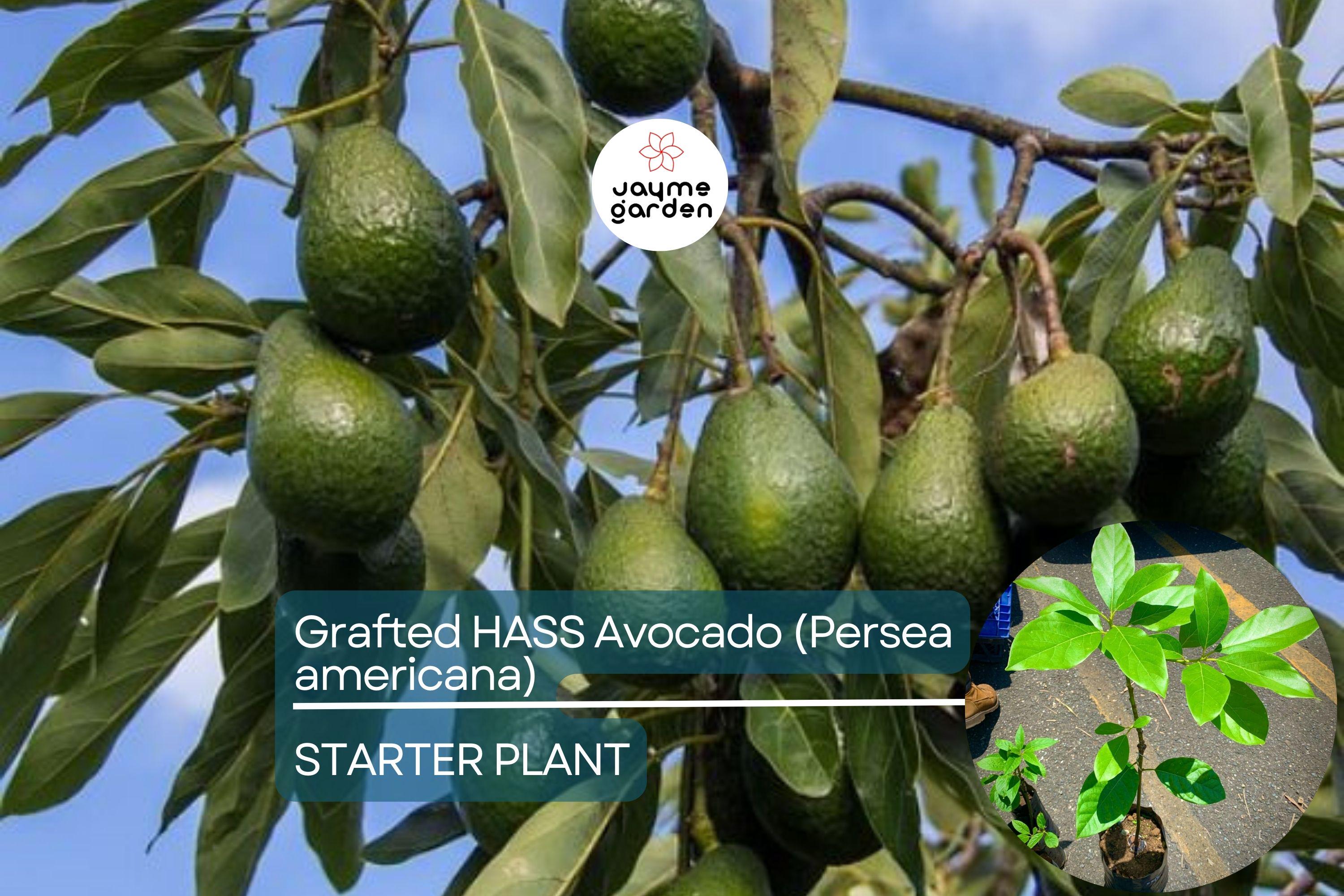Grafted Hass Avocado (Persea americana) Live Tropical Fruit Tree 12”-24” | Creamy Homegrown Avocados | Easy to Grow Starter Plant