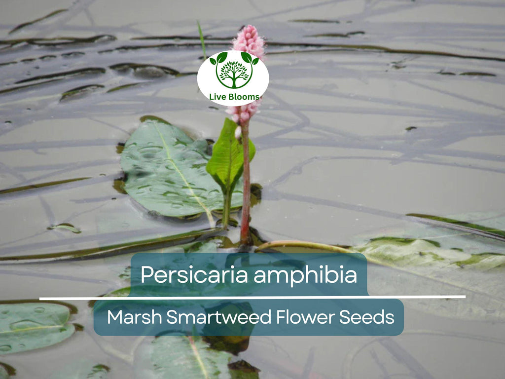 500 mg Seeds Persicaria amphibia (Marsh Smartweed) for Planting | Aquatic & Wetland Plant for Ponds, Gardens, and Wildlife Habitats