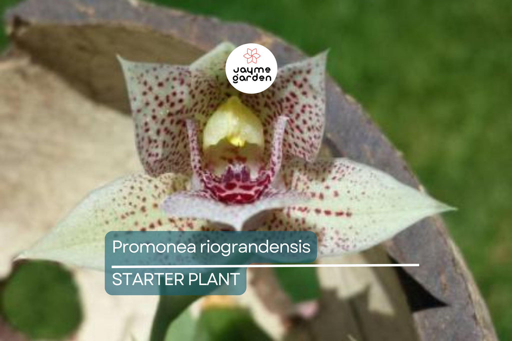 Promenaea riograndensis | Miniature Orchid Species | Live Blooming Seedling in 2” Pot | Tropical Orchid Starter Plant