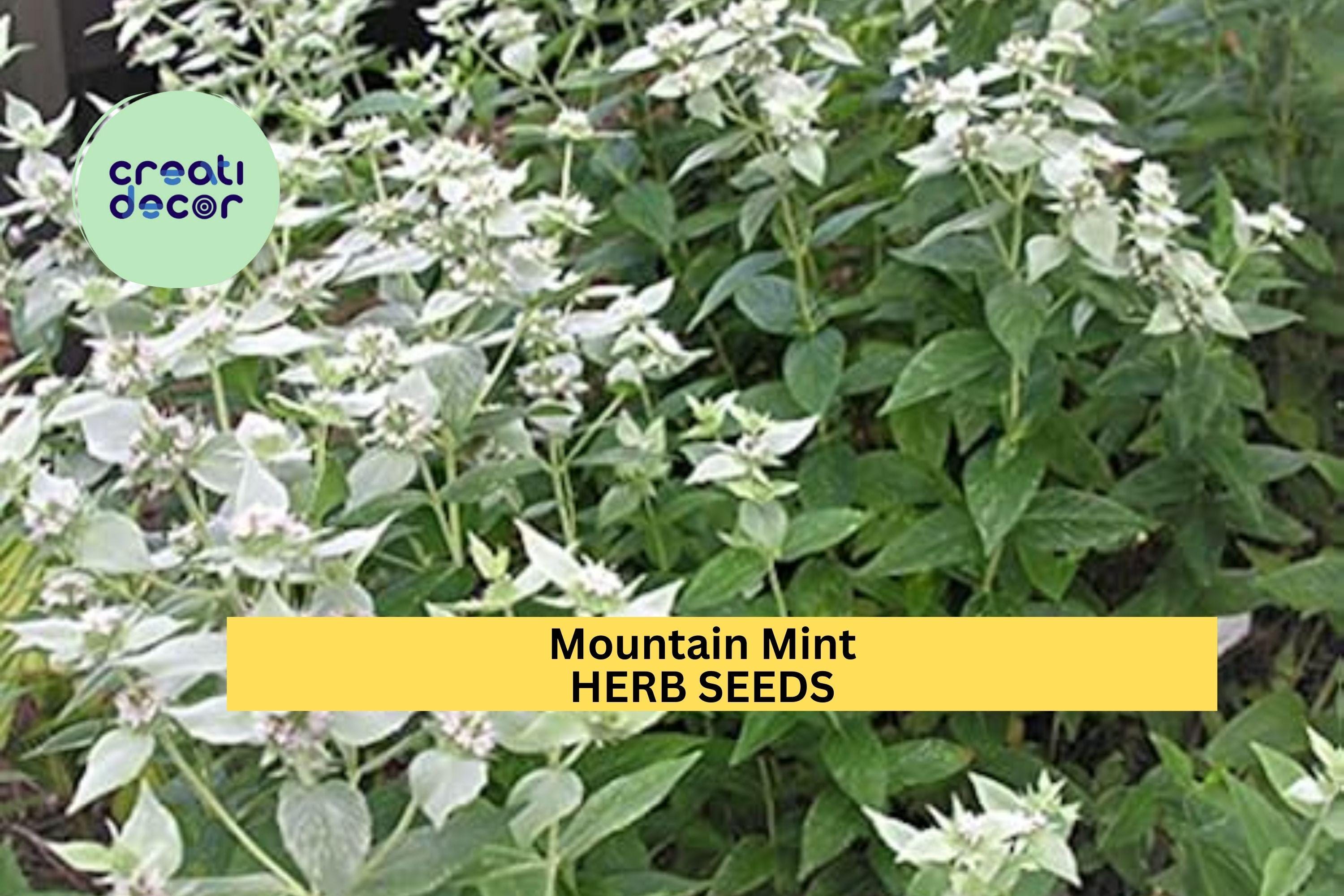 3pcs of 30mg Mountain Mint Herb Seeds – Aromatic Pollinator-Friendly Herb for Tea, Culinary & Landscaping – Seeds for Planting