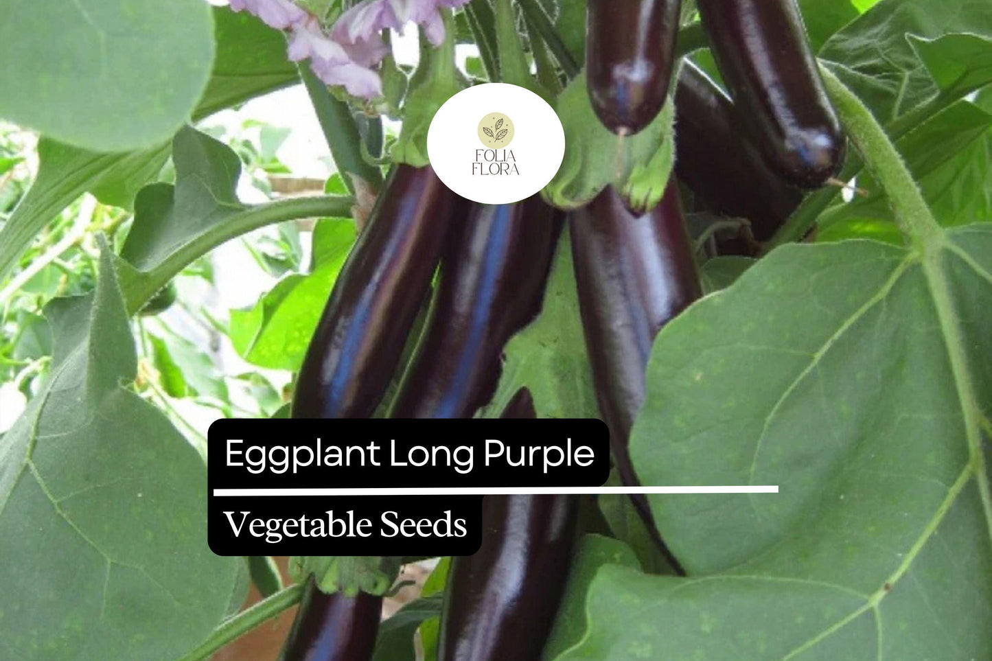 150 Long Purple Eggplant Seeds – Solanum melongena – Heirloom, Mild & Tender, High-Yielding