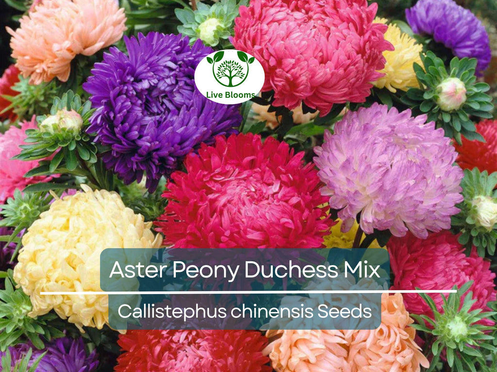200 Seeds Aster Peony Duchess, Mixed Colors, Non-GMO, Aster x hybrida, Vibrant Garden Blooms, Easy to Grow