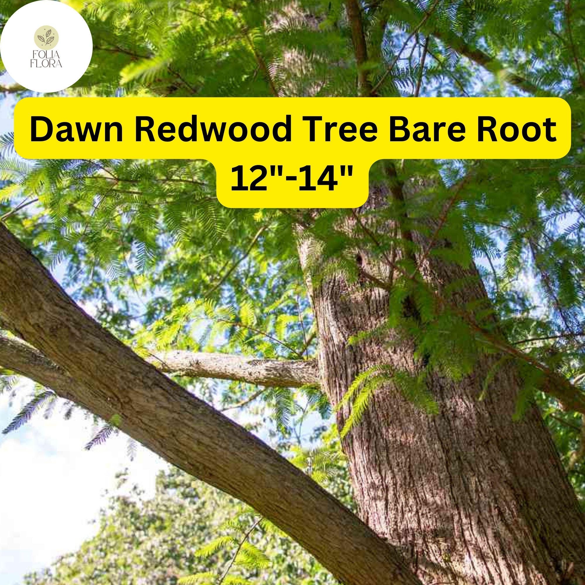 1 Dawn Redwood Tree Metasequoia glyptostroboides - Live Bare Root Plant 12"-14" for Zones 4-8