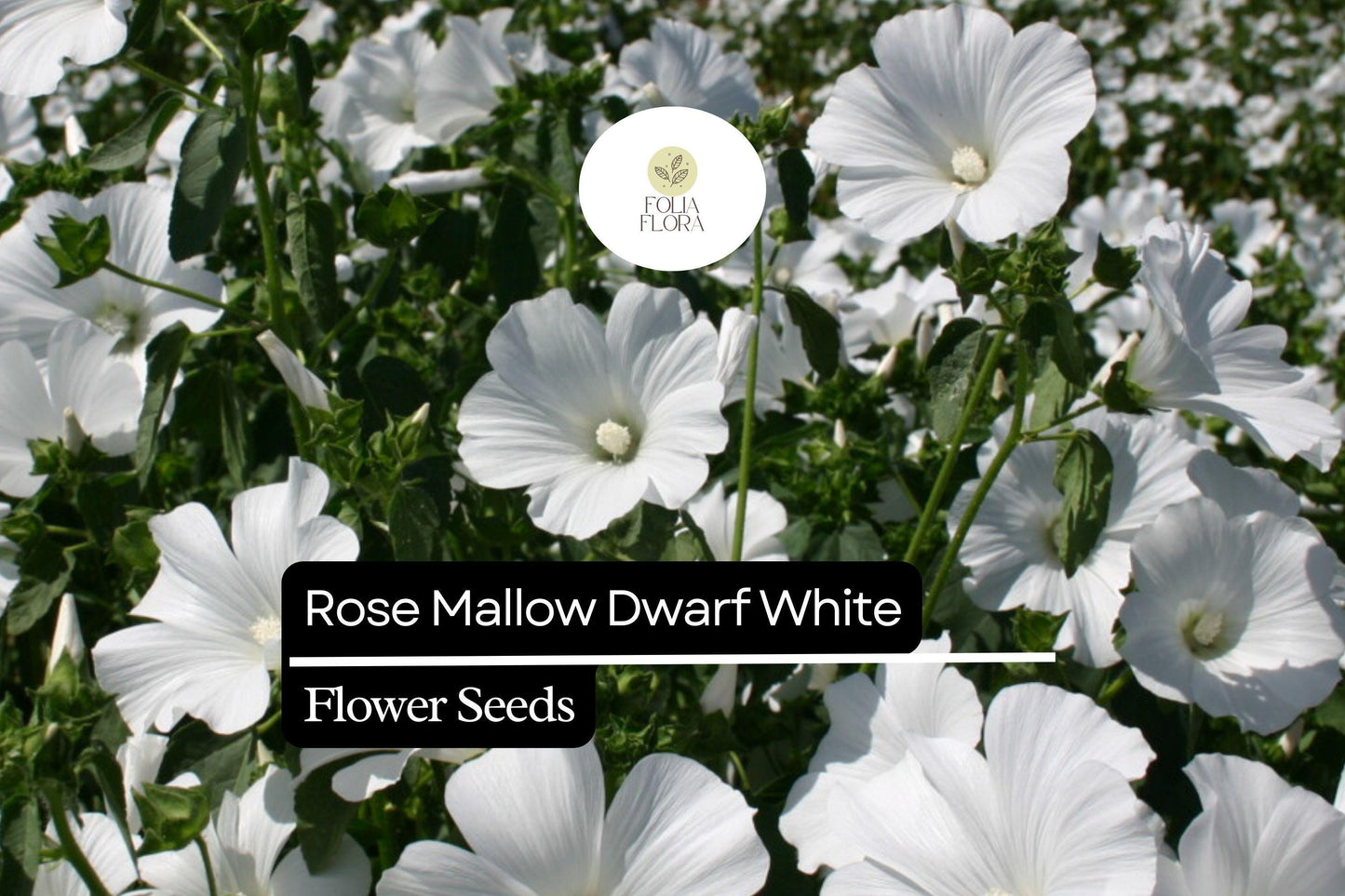 250mg Rose Mallow Dwarf White Seeds (Hibiscus moscheutos) - Compact Hardy Perennial Blooms
