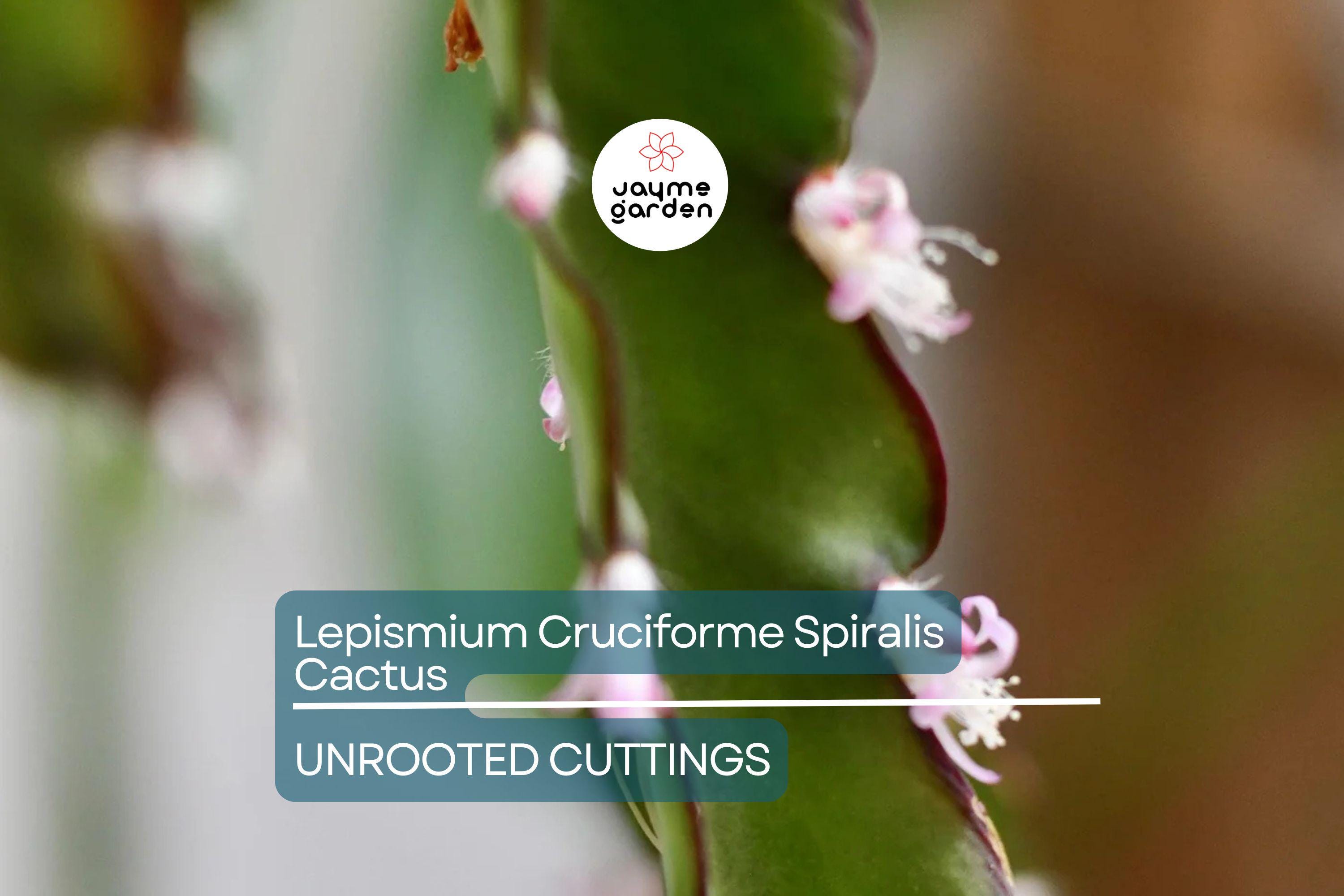Lepismium Cruciforme Spiralis Cactus | 3 Unrooted Cuttings 4-8" | Rare Epiphytic Cactus for Grafting or Rooting