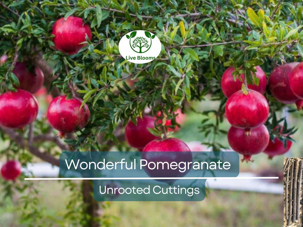 4 Wonderful Pomegranate Unrooted Cuttings 6-8" from Mature Plant, Punica Granatum, Fruit Tree Cuttings, Perfect for Rooting & Propagation