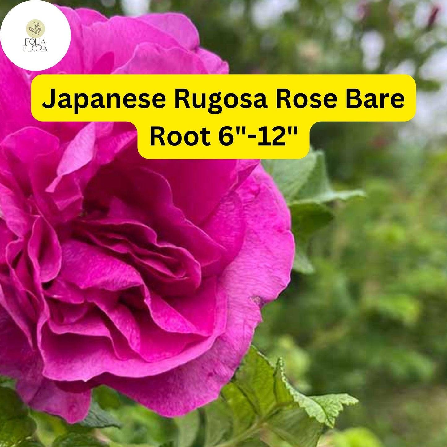 1 Japanese Rugosa Rose (Rosa rugosa) – Live Bare Root Plant 6"-12"
