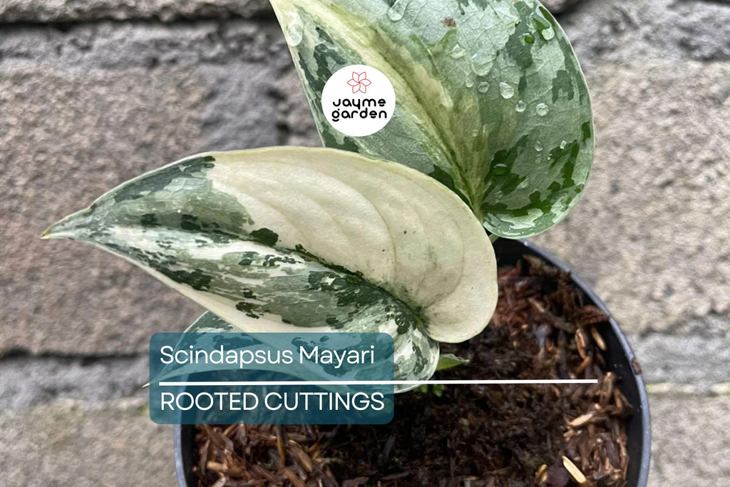 Scindapsus Mayari - Highly Variegated Rooted Cutting (1-2 Leaves) | Rare Cultivar with Stable Variegation