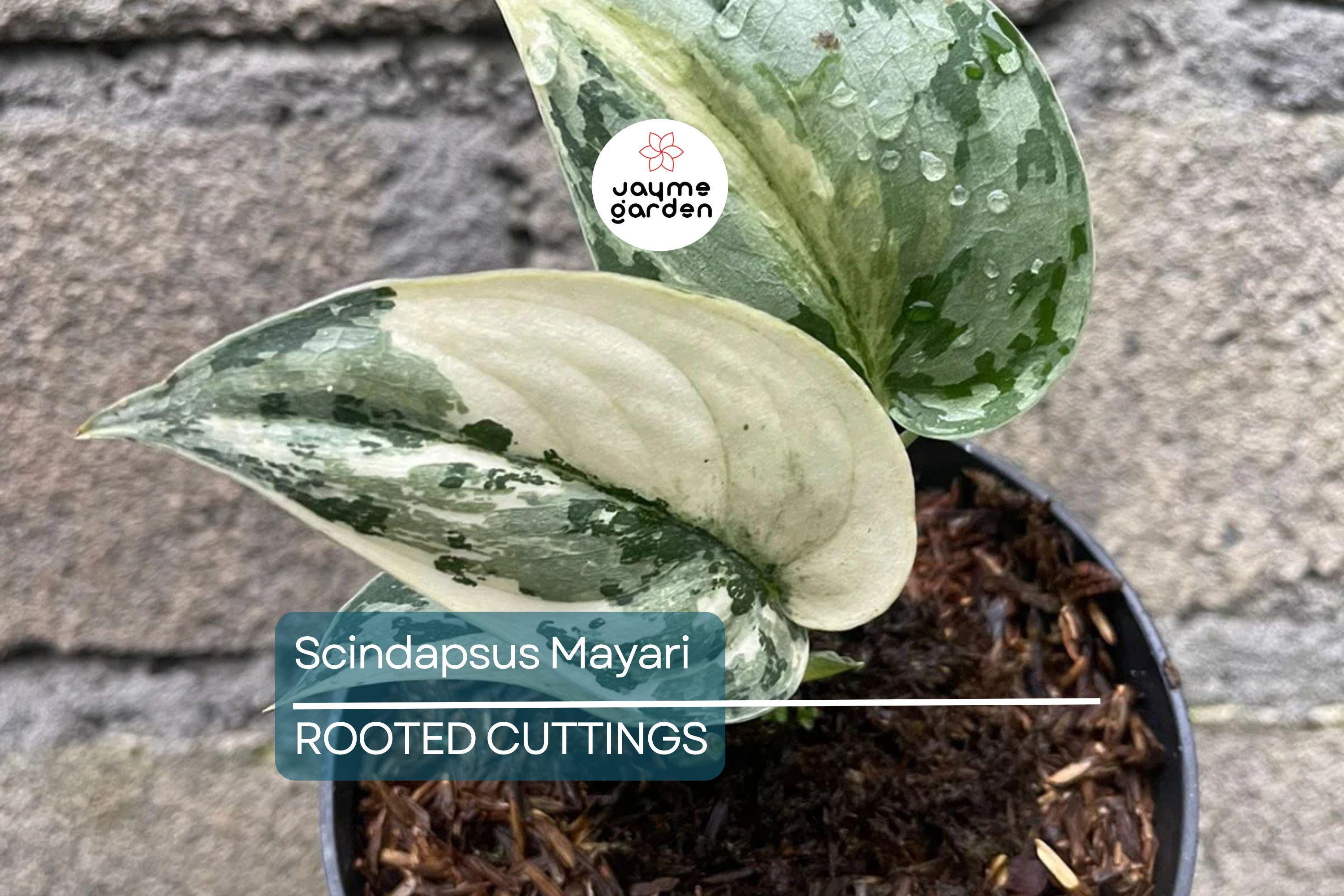 Scindapsus Mayari - Highly Variegated Rooted Cutting (1-2 Leaves) | Rare Cultivar with Stable Variegation