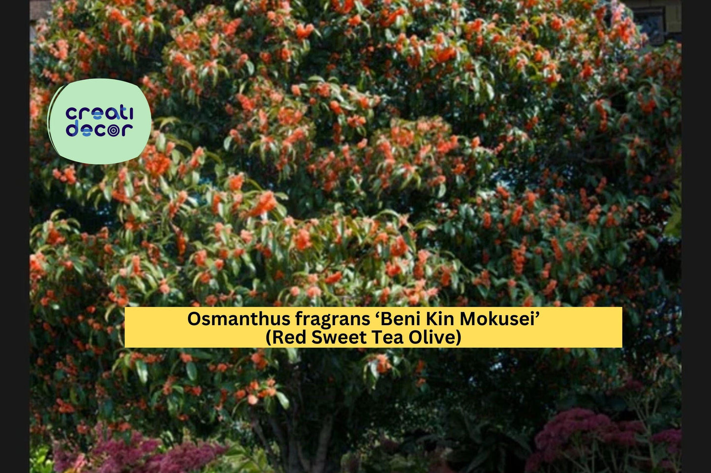 Osmanthus fragrans ‘Beni Kin Mokusei’ | Red Sweet Tea Olive | Rooted Starter Evergreen Shrub with Fragrant Flowers
