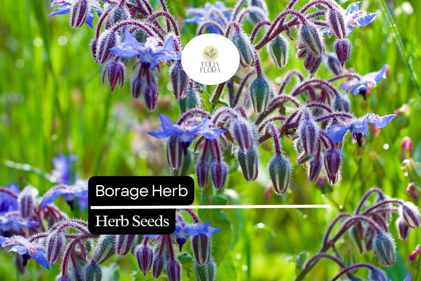 100 Seeds Borage (Borago officinalis) – Heirloom Herb for Pollinator Gardens and Edible Flowers