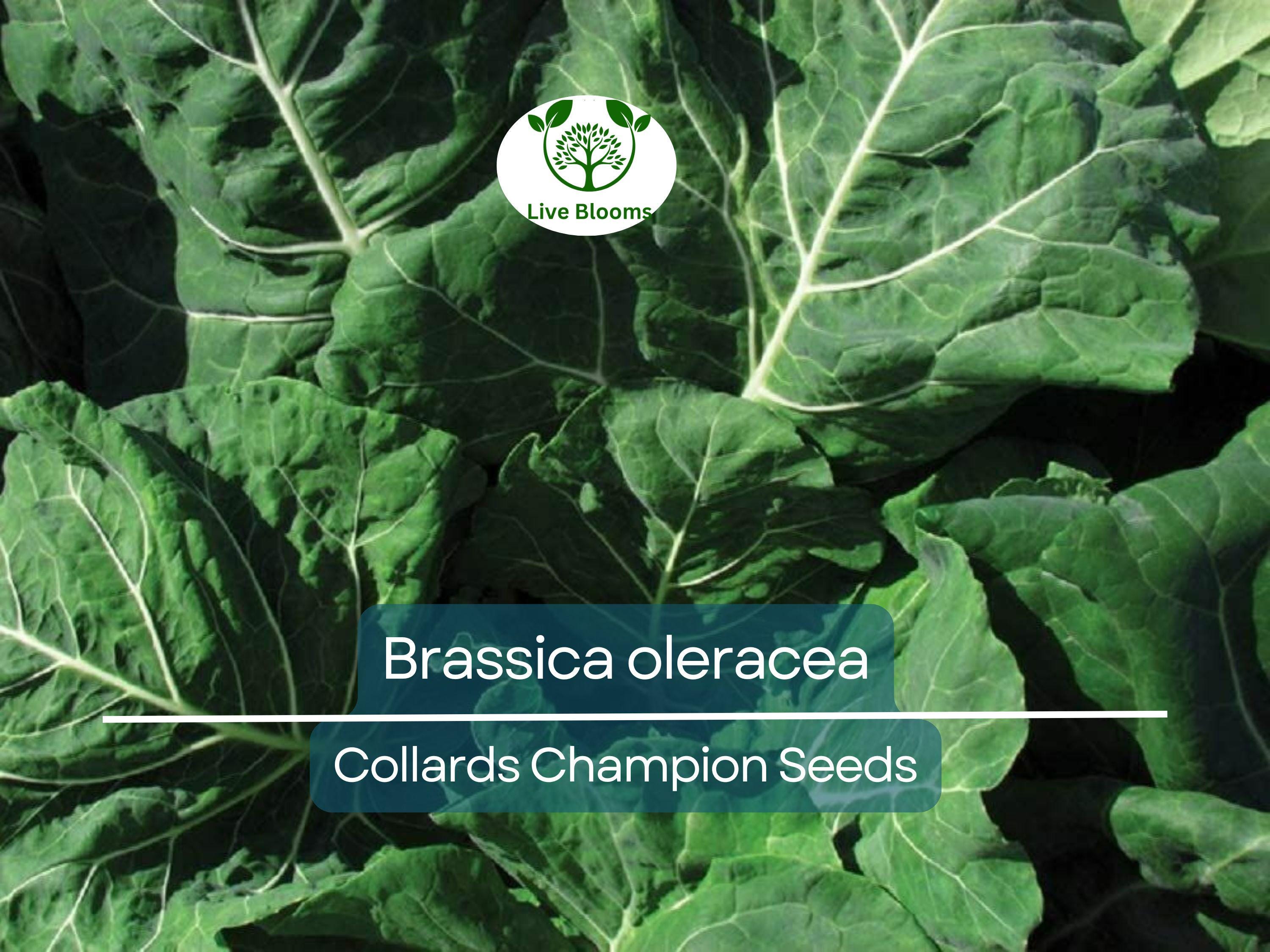 300 Seeds Collards Champion – Brassica oleracea | Heirloom Collard Greens for Planting, Gardening & Nutritious Harvests