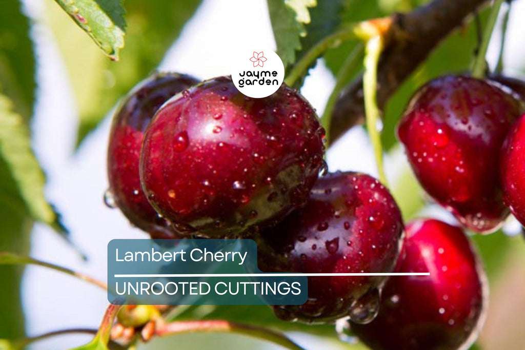 Lambert Cherry Tree Scion Cuttings x3 - Sweet Red Cherries, Great for Fresh Eating & Cooking