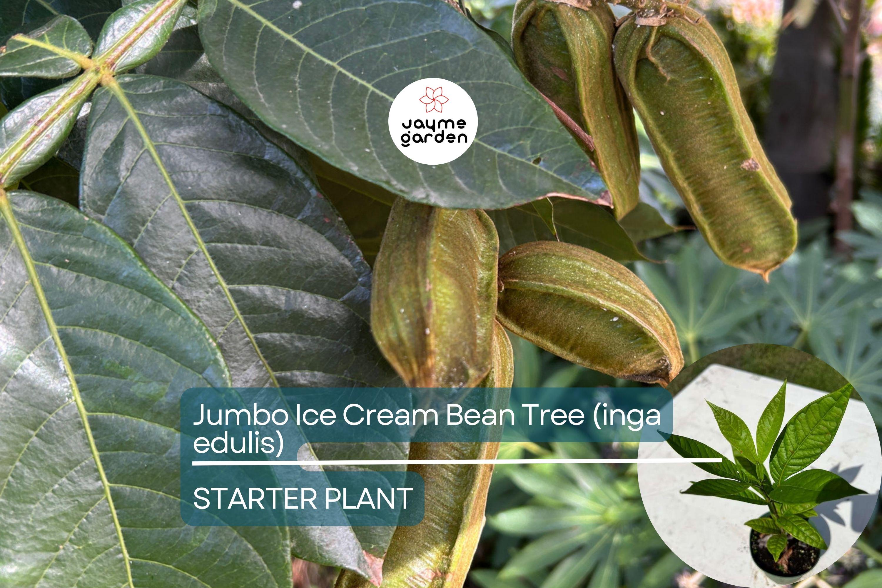 Jumbo Ice Cream Bean Tree (Inga edulis) Live Tropical Fruit Tree 12”-24” | Guama Machete with Sweet Vanilla-Flavored Pods