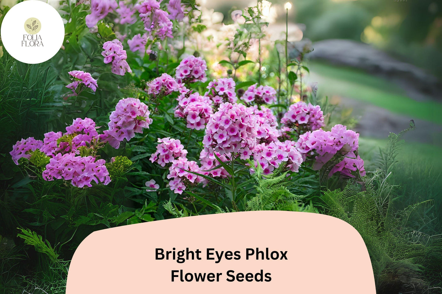 100+ Bright Eyes Phlox Seeds for Planting | Phlox drummondii Annual Flower Seeds | Pink Blooms with Dark Eye for Garden & Beds