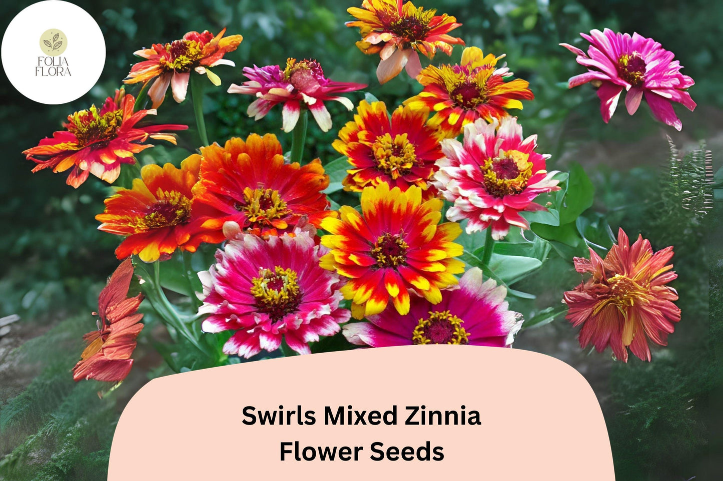 100+ Swirls Mix Zinnia Seeds – Colorful Heirloom Non-GMO Annual Flowers for Garden Planting & Cut Arrangements
