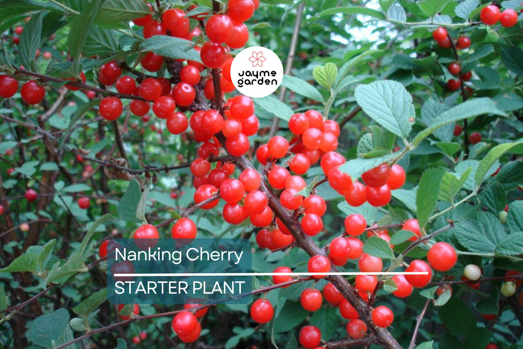Nanking Cherry Scion | 6-10" Length for Grafting | High-Quality Scionwood from Seed-Grown Nanking Cherry Bushes