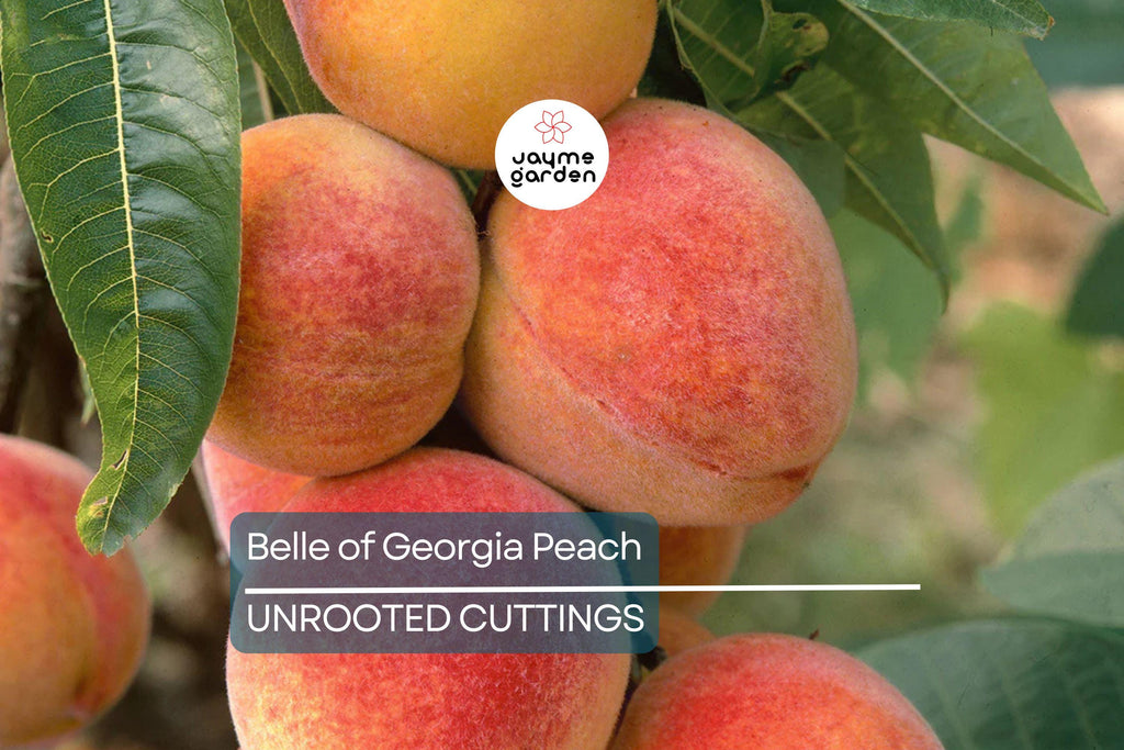 1 Fresh Unroot Cutting(s) of Belle of Georgia Peach | Prunus Persica | High-Yield Fruit Tree