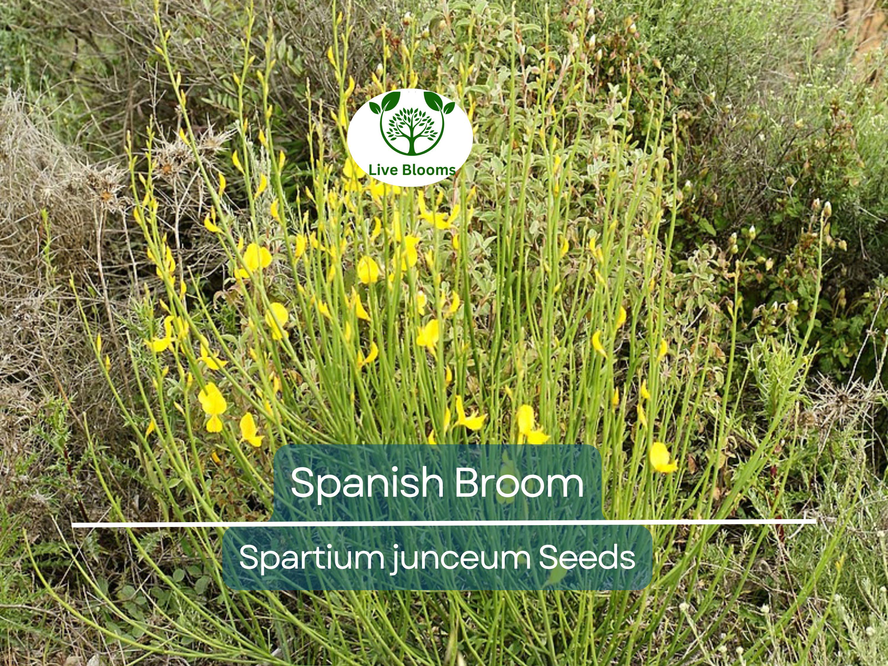 20 Spanish Broom Seeds (Spartium junceum) Weavers Broom, Yellow Flowering Bush Shrub, Hardy Shrub for Garden, Fragrant Plant Seeds