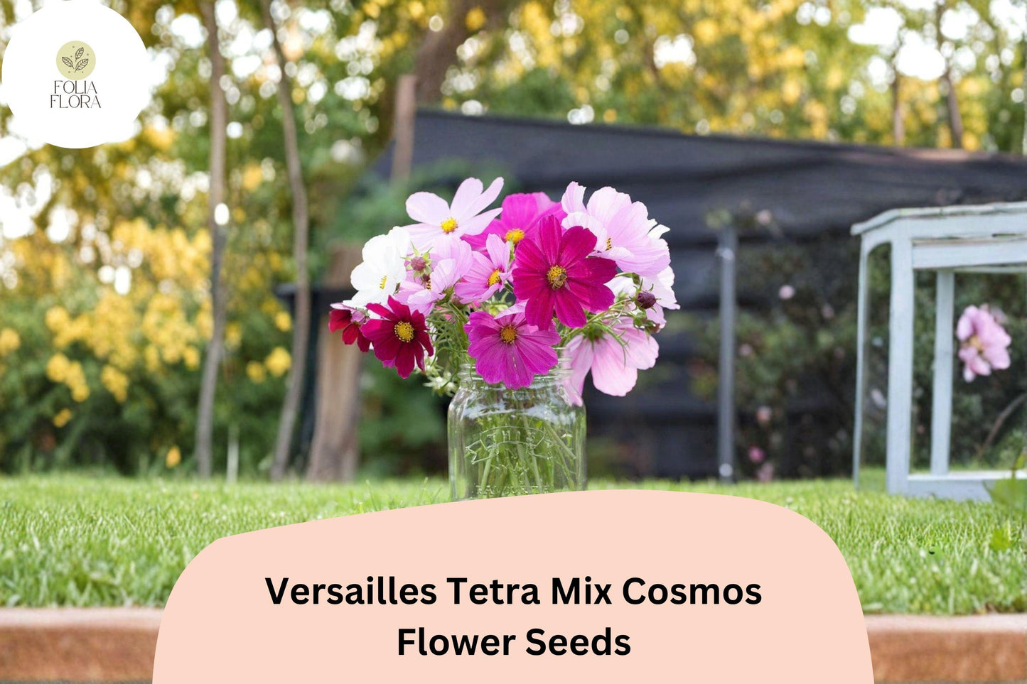 200+ Versailles Tetra Mix Cosmos Seeds | Cosmos bipinnatus Tall Cut Flower Mix | Easy Annual Garden Seeds