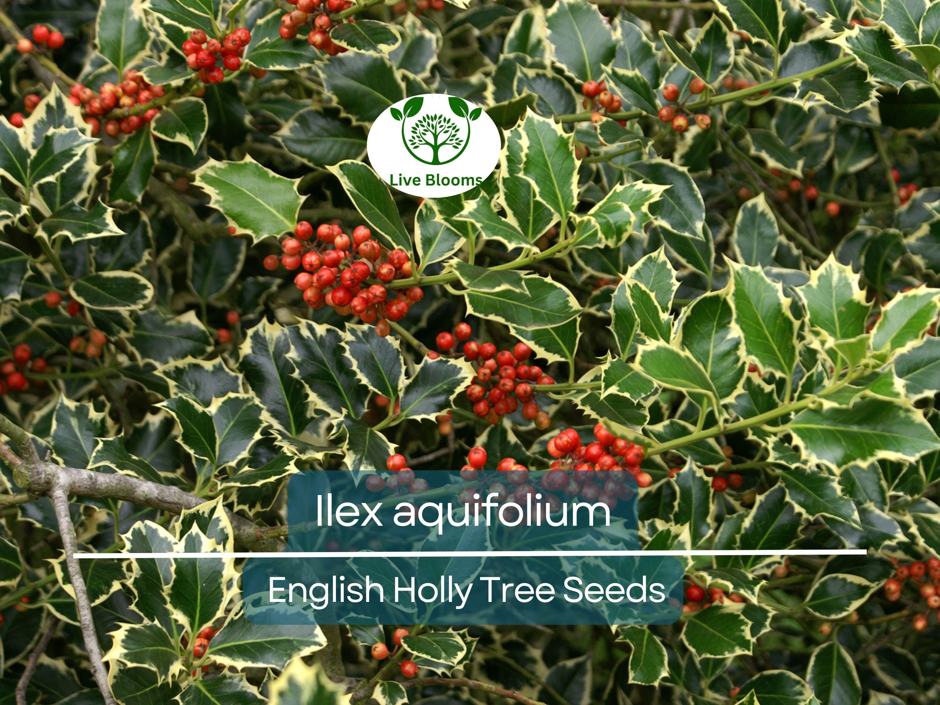 10 Seeds Ilex Aquifolium – English Holly for Planting | Evergreen Shrub for Privacy, Hedges, and Wildlife Gardens