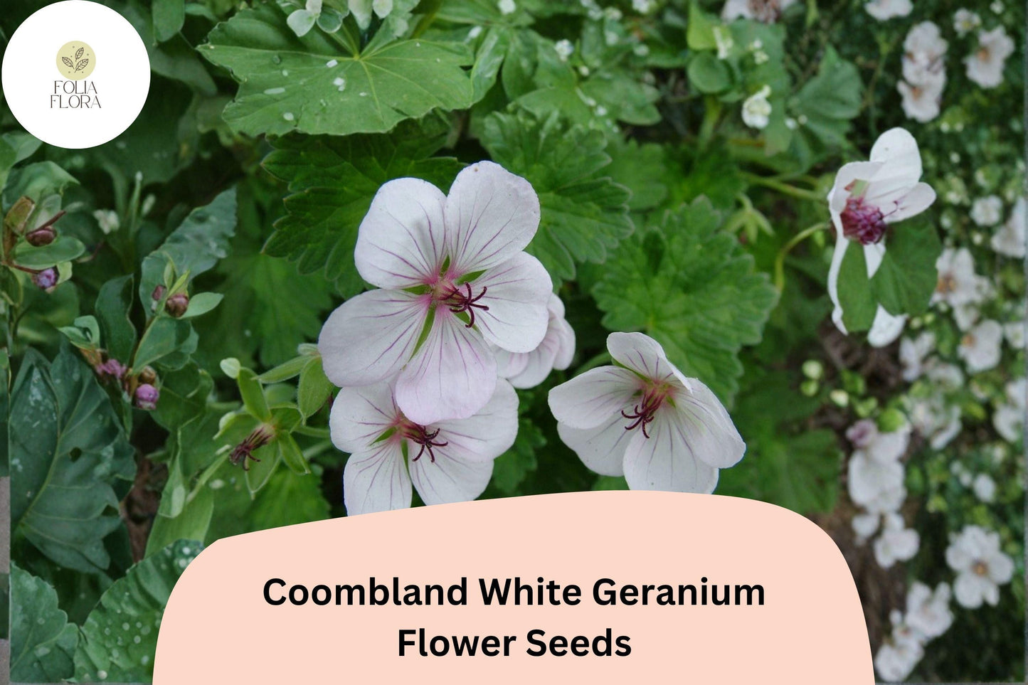25+ Coombland White Geranium Seeds | White Hardy Cranesbill | Perennial Garden Flower & Ground Cover Plant