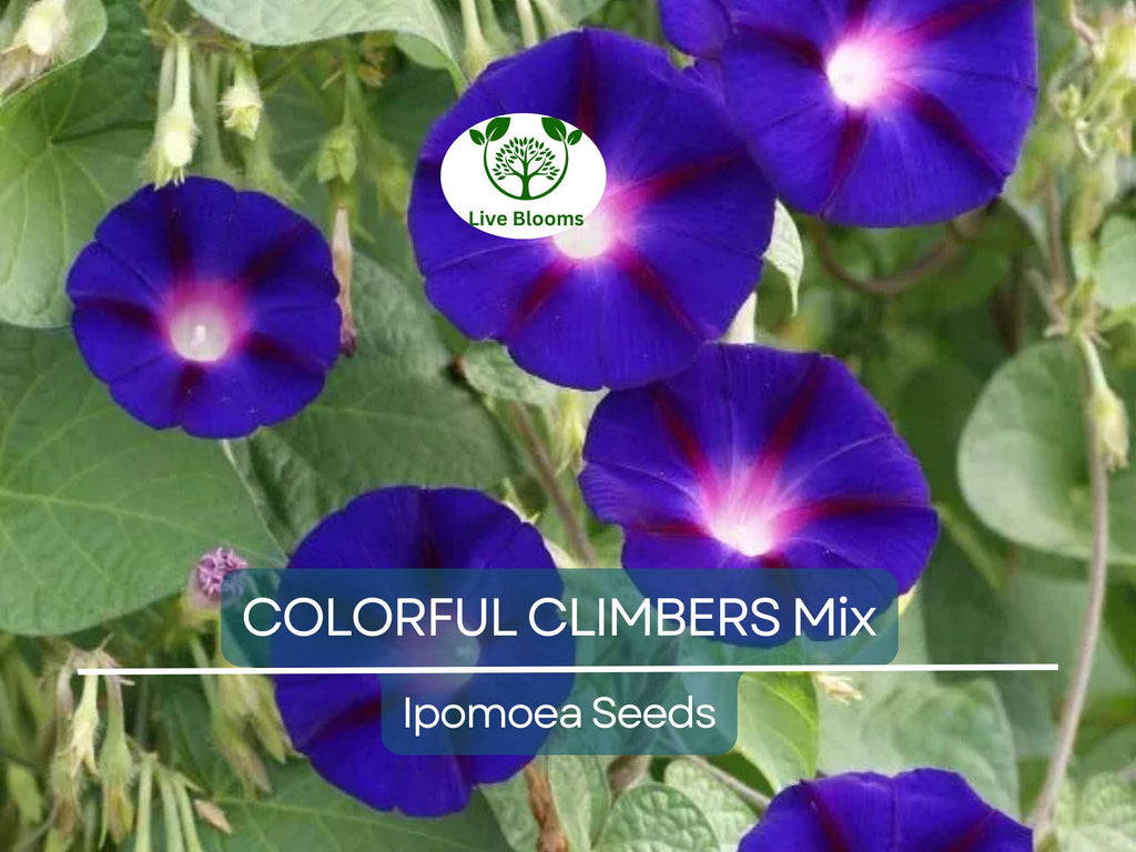 50 Seeds COLORFUL CLIMBERS Mix - Morning Glory, Sweet Pea, Nasturtium Vines, Non-GMO, Fast-Growing, Perfect for Vertical Gardens & Trellises