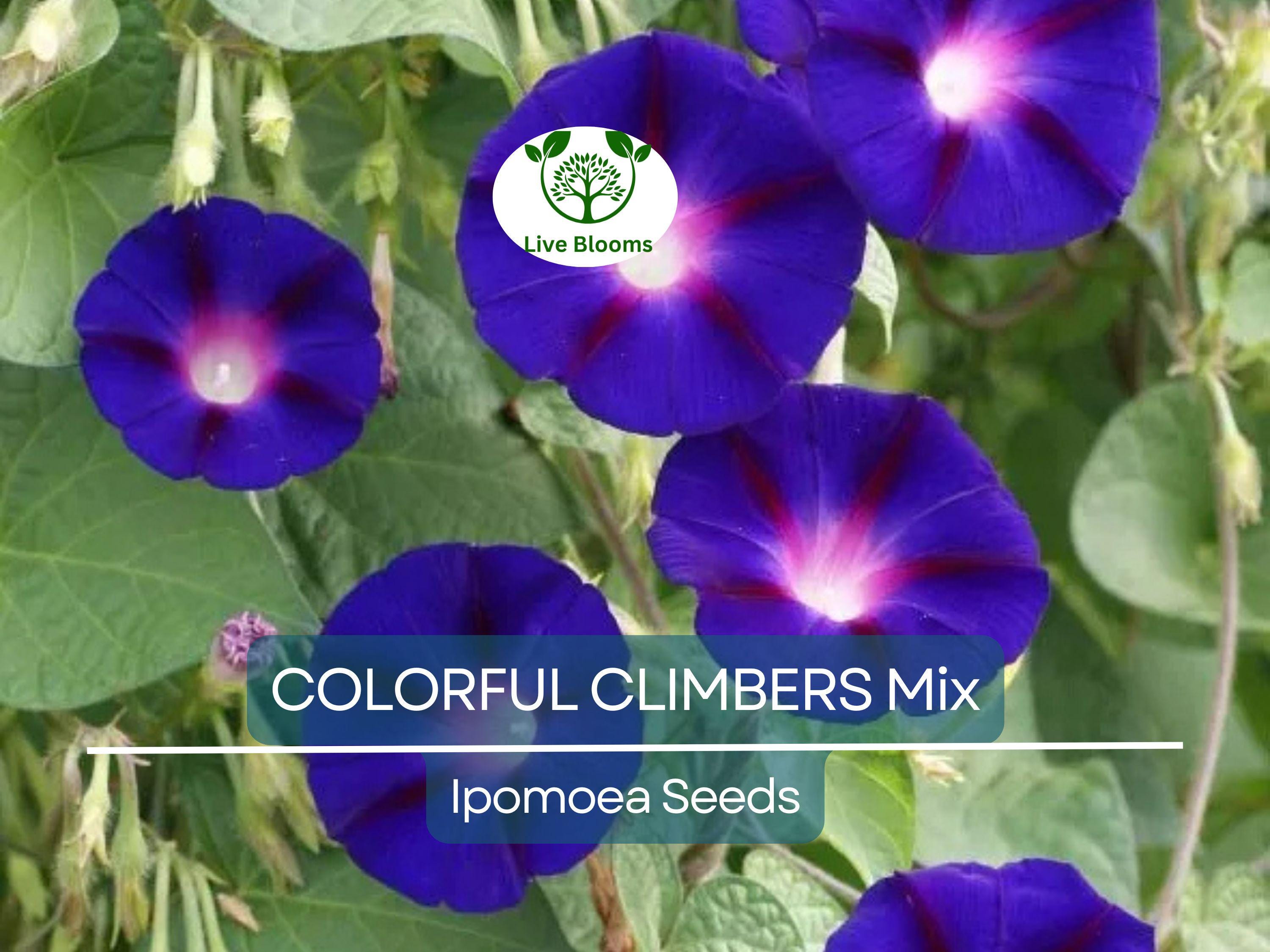 50 Seeds COLORFUL CLIMBERS Mix - Morning Glory, Sweet Pea, Nasturtium Vines, Non-GMO, Fast-Growing, Perfect for Vertical Gardens & Trellises