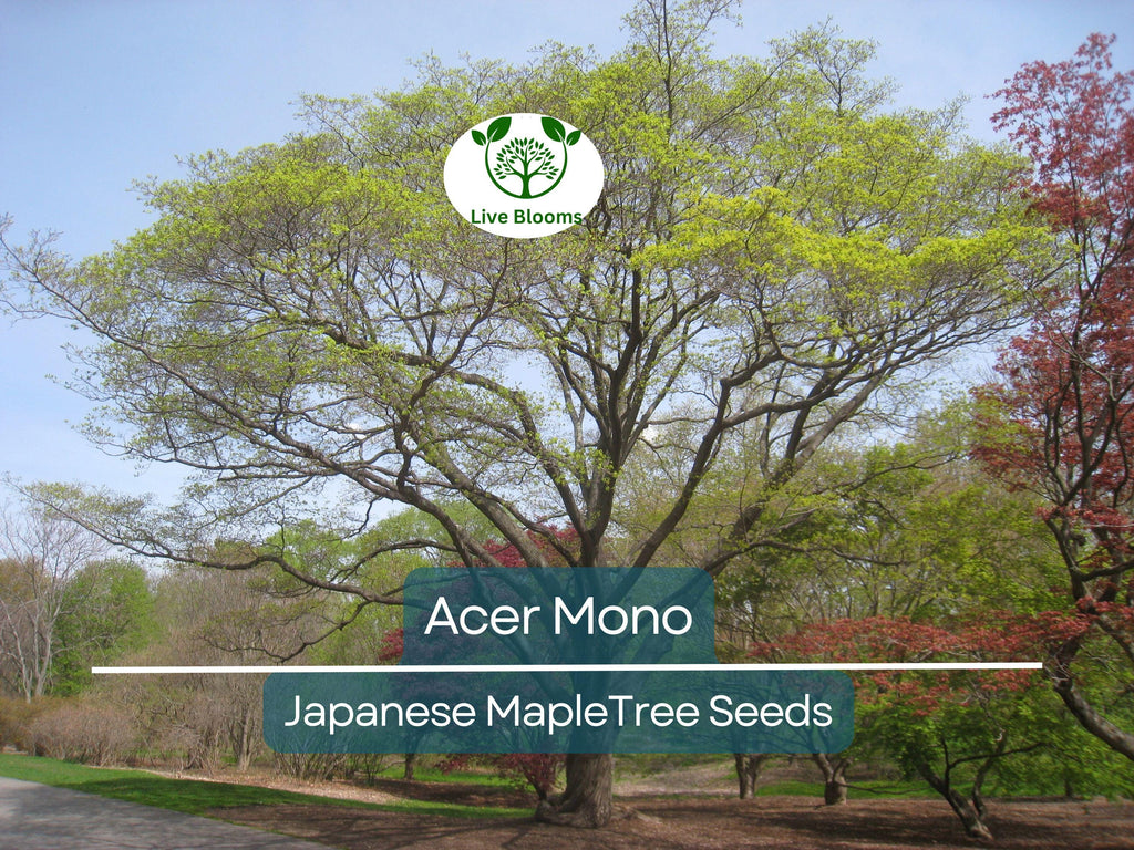 10 Seeds Acer Mono (Japanese Maple) for Planting - Rare Hardy Tree, Perfect for Bonsai, Gardens, & Landscaping - Unique Tree Seeds