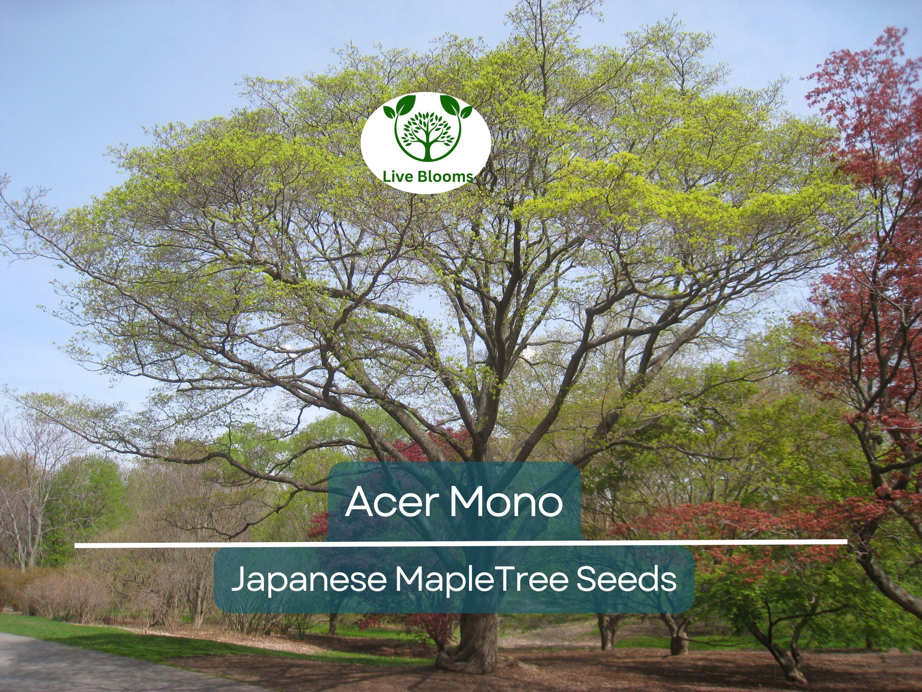 10 Seeds Acer Mono (Japanese Maple) for Planting - Rare Hardy Tree, Perfect for Bonsai, Gardens, & Landscaping - Unique Tree Seeds