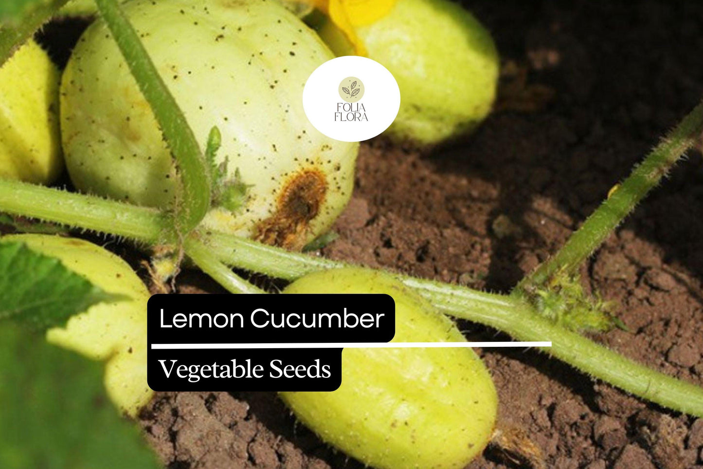 50 Seeds Lemon Cucumber (Cucumis sativus) – Crisp, Refreshing, and Mildly Sweet